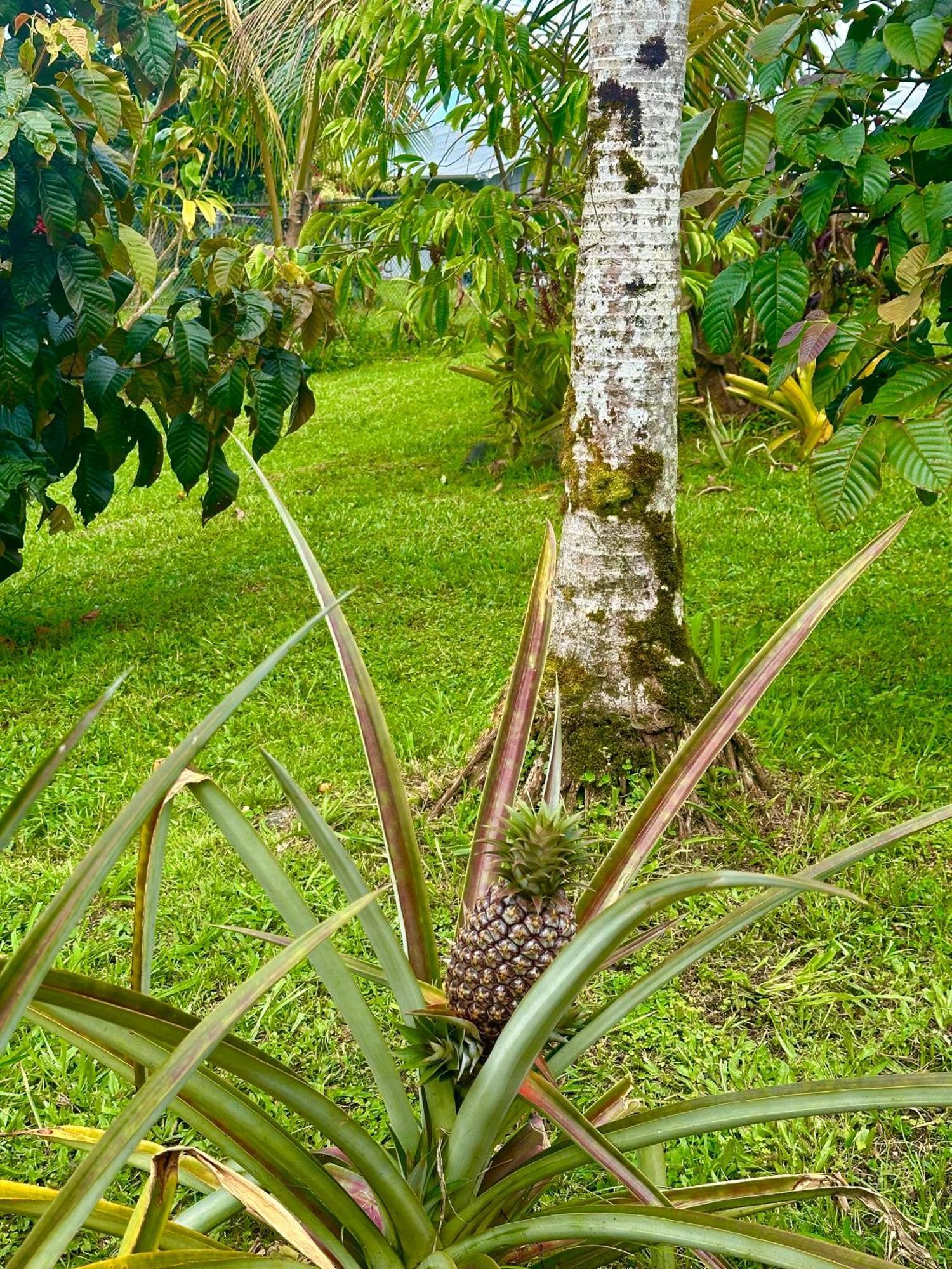 Big Island Getaway Apartment Pahoa Luaran gambar